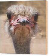 Ostrich Staredown Wood Print