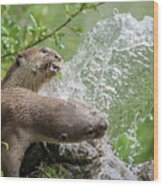 Otters In The Fountain Wood Print