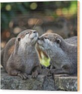 Otters Kissing Wood Print