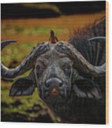 Ox Pecker Wood Print
