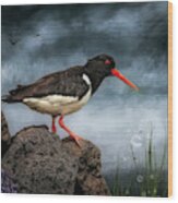 Oyster Catcher Wood Print