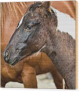 Painted Baby Pony Wood Print