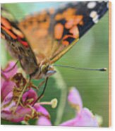 Painted Lady Butterfly Feeding Wood Print