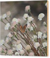 Painted Lady On Wild Pincushion Flower In Coachella Valley Wildlife Preserve Wood Print