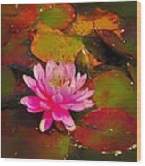 Painted Pink Water Lily Wood Print