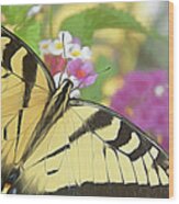 Painted Swallowtail Wood Print