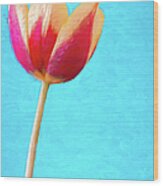 Painted Tulip On Blue 2 Wood Print