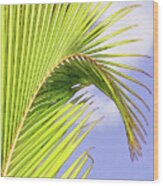 Painterly Palm Leaves In Aruba Wood Print