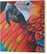 Painting Scarlet Macaw Colorful Nature Parrot Bir Wood Print
