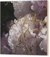 Pale Pink Rhododendron Flowers 2 Wood Print