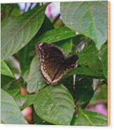 Pale Spotted Swallowtail Butterfly Wood Print