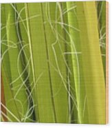 Palm Frond Series 1-1 Wood Print