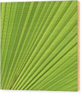 Palm Leaf And Mediterranean Sunlight 1 Wood Print