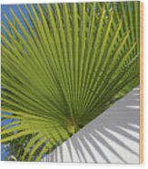 Green Palm Leaves, Blue Sky And White Wall Of A Modern Finca 2 Wood Print