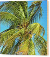 Palm Tree In The Bahamas Wood Print