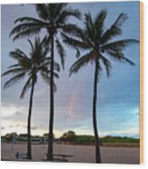 Palm Tree Rainbow, South Beach, Miami, Florida Wood Print