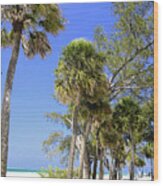 Palms Of The Gulf Coast Wood Print