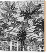 Papaya Tree In Black And White Wood Print