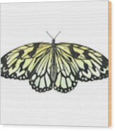 Paper Kite Butterfly Wood Print