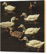 Pas De Duck Wood Print