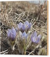 Pasque Flower On The Seven Sisters Wood Print