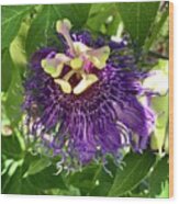 Passiflora Wood Print