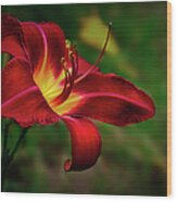 Passion For Red Daylily Wood Print