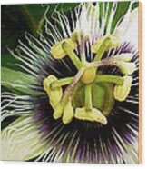 Passion Fruit Flower Wood Print