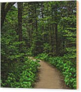 Peaceful Trail On Roan Mountain Wood Print