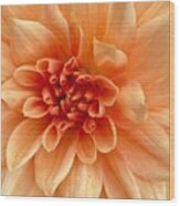 Peach Dahlia #2 Wood Print