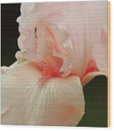 Peach Pink Iris Flower For Spring Wood Print