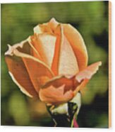 Peach Rose Bud Wood Print