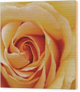 Peach Rose Wood Print