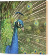 Peacock 4 Wood Print
