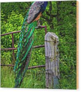 Peacock At High Noon Wood Print