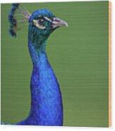Peacock Blues Wood Print