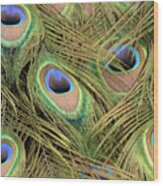 Peacock Tail Feathers Wood Print
