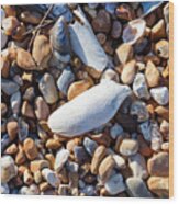 Pebbles And Sea Shells Wood Print