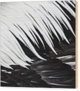 Pelican Feathers Wood Print