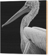 Pelican In Black And White Wood Print