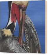 Pelican In Breeding Colors Wood Print