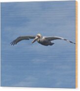 Pelican In Flight Wood Print