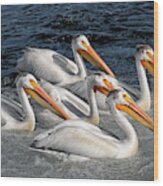 Pelican Parade Wood Print