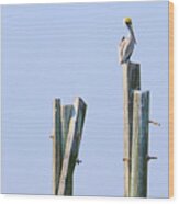 Pelican Sitting On Pier Post 3135 Wood Print