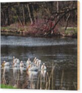 Pelicans At Viking Park #1 Of 7 - Stoughton Wisconsin Wood Print