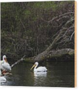 Pelicans At Viking Park #4 Of 7 - Stoughton Wisconsin Wood Print