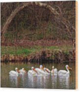 Pelicans At Viking Park #5 Of 7 - Stoughton Wisconsin Wood Print