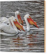 Pelicans At Viking Park #7 Of 7 - Stoughton Wisconsin Wood Print