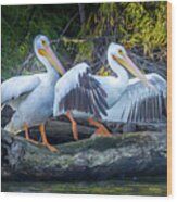 Pelicans On The Shore Wood Print