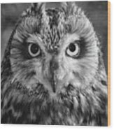 Penetrating Owl Gaze Wood Print